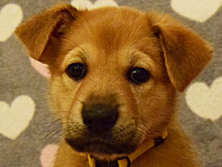 chinook puppy